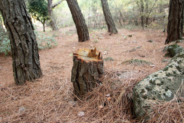 How Our Tree Care Process Works  in  Pahokee, FL